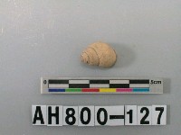 藏品(螺類)的圖片